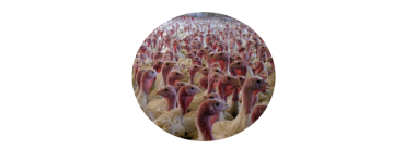 ¿Qué sabes de los pavos?