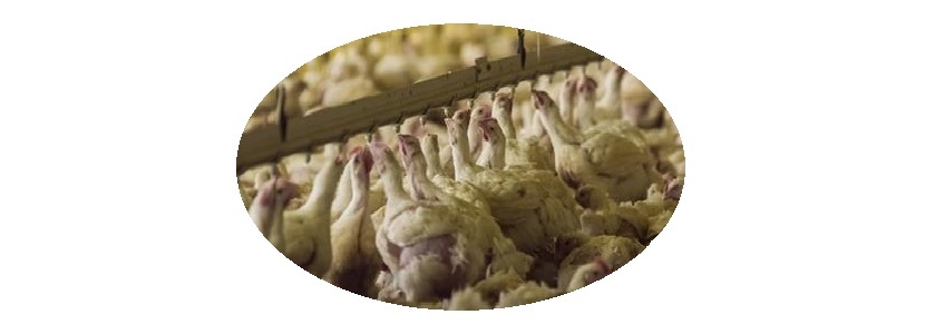 Industria avícola argentina busca equilibrio en su producción de pollos