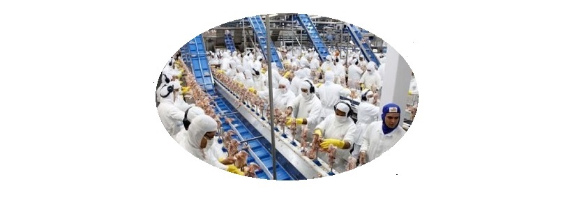 BRASIL: Exportaciones de carne de pollo crecen 6,2% en julio