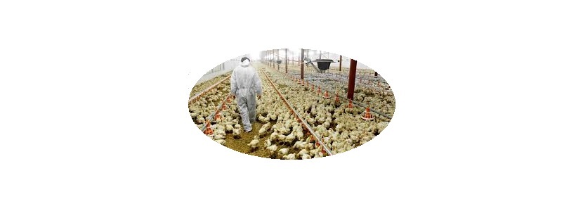 Producción de pollo brasileño aumentaría 3% en 2018