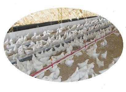 Crecimiento de la Industria avícola es un pilar del agro colombiano setor avícola colombiano