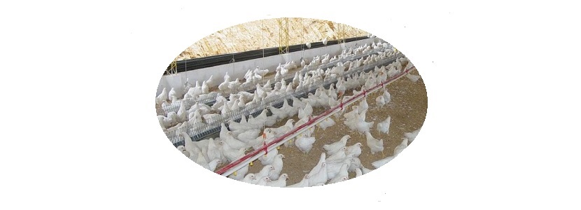 Crecimiento de la Industria avícola es un pilar del agro colombiano setor avícola colombiano