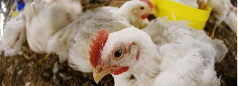 Brasil: Exportación de carne de pollo cae 8,5% en 2018