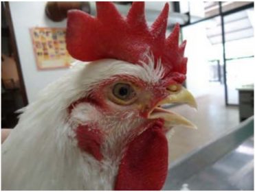 Bronquite infecciosa das galinhas