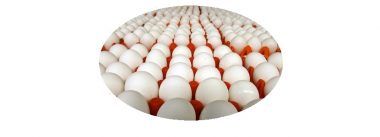 Escándalo en Holanda por contaminación de huevos