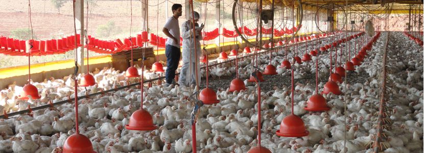 influenza aviária IN 56 registro de granjas prazo prorrogado