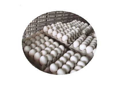 Entidades mexicanas salvaguardan mercado del huevo y pollo