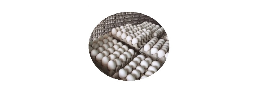 Entidades mexicanas salvaguardan mercado del huevo y pollo