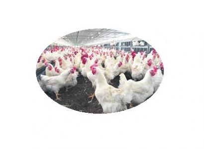exportações avícolas do Paraguai