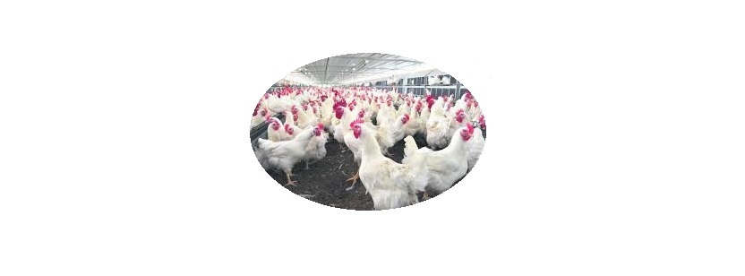 exportações avícolas do Paraguai