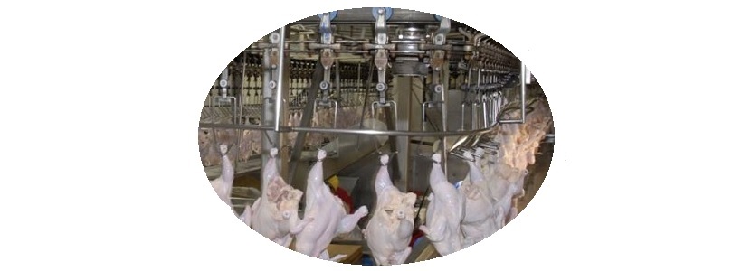 UE y EE.UU. polémica ante cloración de pollos