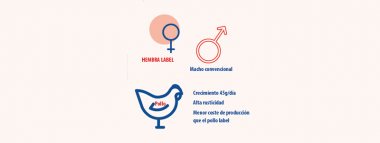 Imagen Revista Broilers de crecimiento lento