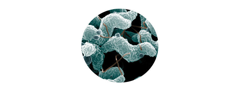 campylobacteriosis en canales de pollos