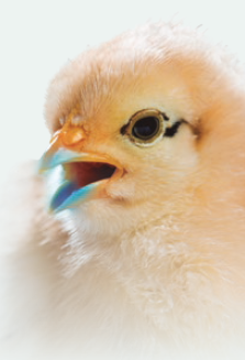 técnica de vacunas en avicultura
