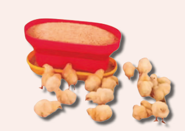 Sistemas de comederos para pollitos recién nacidos