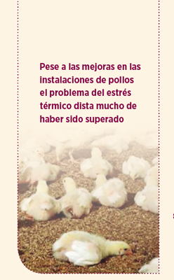 altas temperaturas en la producción avícola