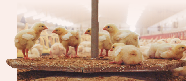 sistemas de alimentación en avicultura