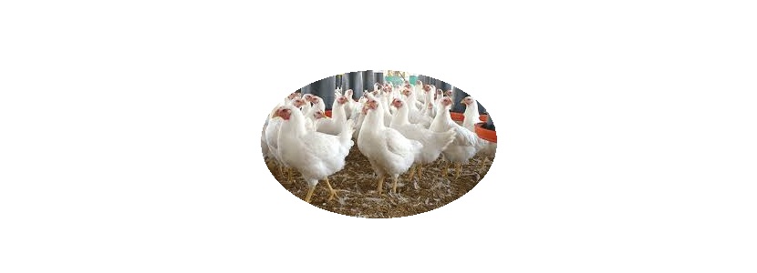 Argentina: Pronóstico de productividad avícola para 2018 setor avícola argentino
