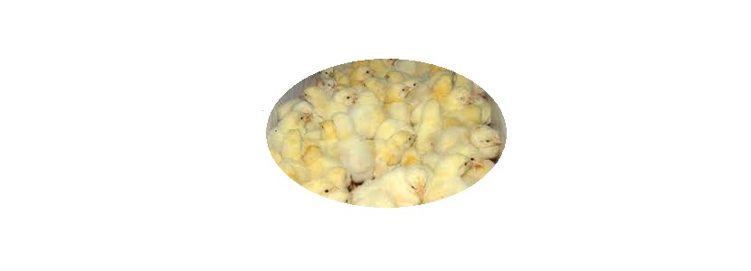 Perú: Carga de huevos fértiles, producción y oferta de aves BB ovos férteis