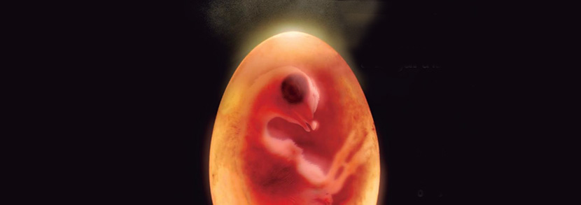 Impacto da temperatura do embrião na qualidade do pintinho