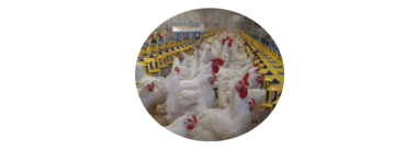 Influência da nutrição e manejo das reprodutoras