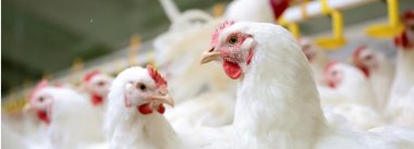 Al vencer disputa en OMC: Brasil prevé exportar pollos a Indonesia
