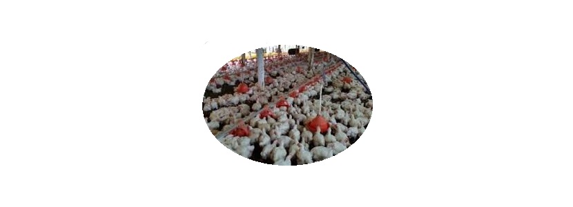 Brasil: Volumen exportado de carne de pollo desciende en 2,1%