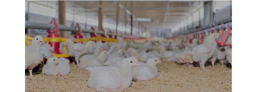 Ecuador: Avicultura es la mayor fuente de proteína animal consumida Equador