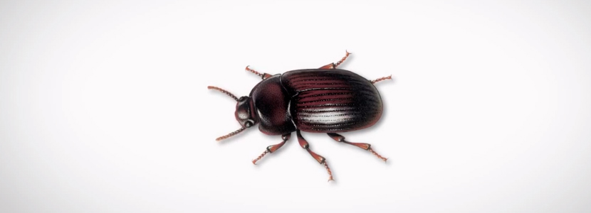 ¿Qué debemos saber sobre el Escarabajo de la Yacija?