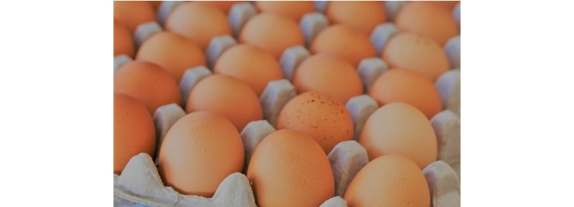 Argentina incrementa consumo de huevos