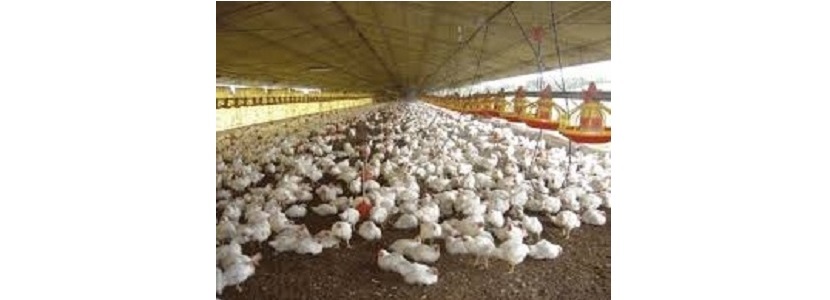 Bolivia: Empresa avícola Sofía Ltda exporta a Perú falta de ração