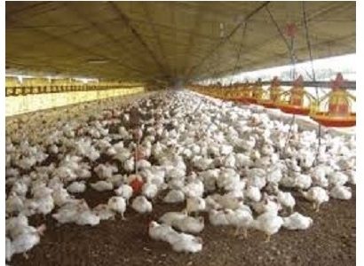 Bolivia: Empresa avícola Sofía Ltda exporta a Perú falta de ração
