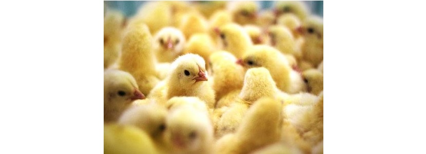 Brasil exportaría material genético avícola a Irán