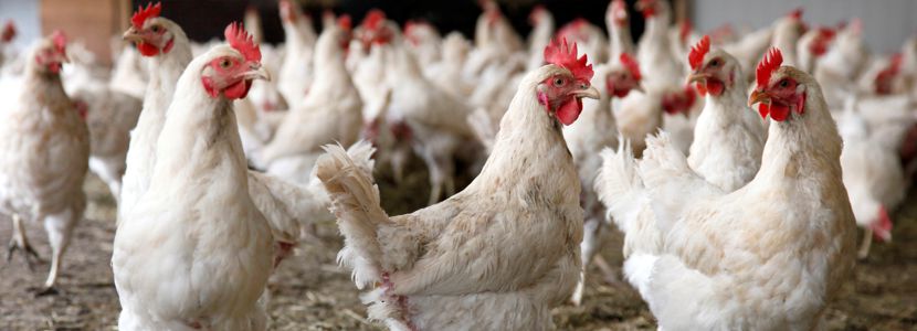 Volumen exportado de pollo brasileño próximo a recuperar su nivel