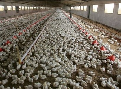 Honduras: Bloqueo aplicado a carne de pollo hondureña por Guatemala