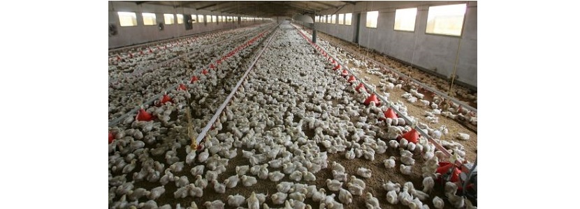 Honduras: Bloqueo aplicado a carne de pollo hondureña por Guatemala