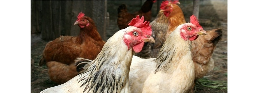FAO: Visión frente amenaza de nuevos brotes de Influenza aviar influenza aviária