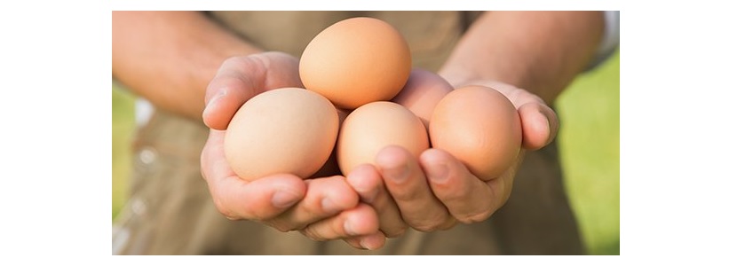 UN names eggs as a star ingredient for World Food Day