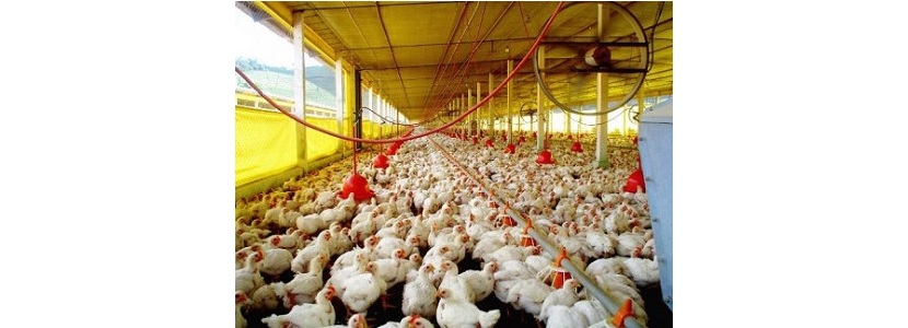 Industria avícola de Paraguay: Exportación sigue creciendo en 2018