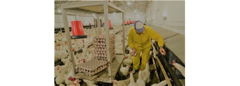 Perú: Crecimiento de la avicultura de 4% destaca en el sector pecuario Peru