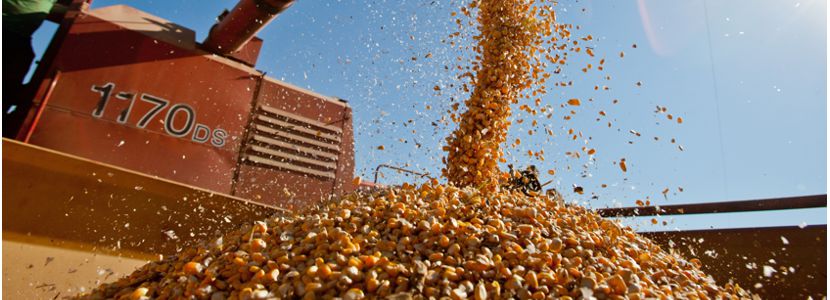 Brasil perde 34 milhões de toneladas de grãos todos os anos