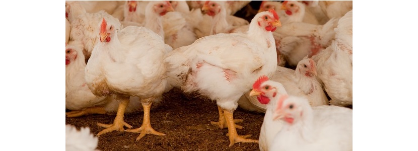 Avicultores hondureños aseguran abastecimiento de productos avícolas