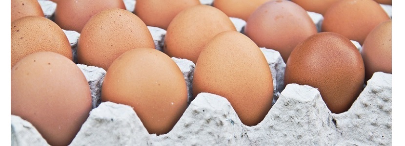 Gobierno hondureño establece precio para el huevo