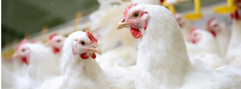 UNA-México: No hay desabasto de pollo, avicultura surte la demanda interna