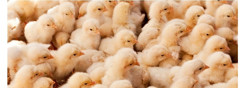 Programa de Avicultura de Paraguay busca generar progreso