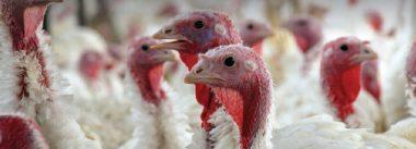 TYLVAX ® PX contra cepas de campo do Mycoplasma gallisepticum em perus