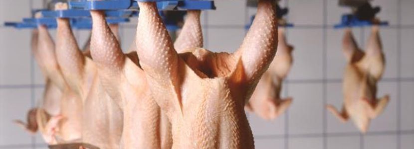 Brasil bateu novo recorde de abate de frangos em 2021