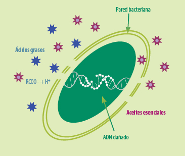 coccididosis