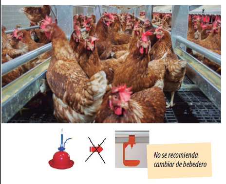 producción de huevos en aviario