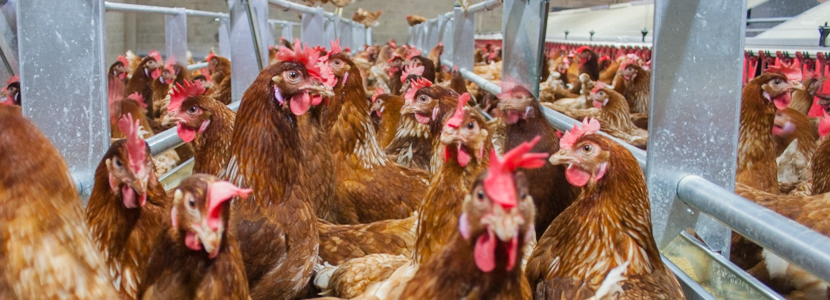 Manejo de comederos y bebederos en sistemas de aviario